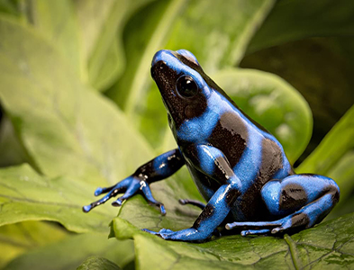 frog